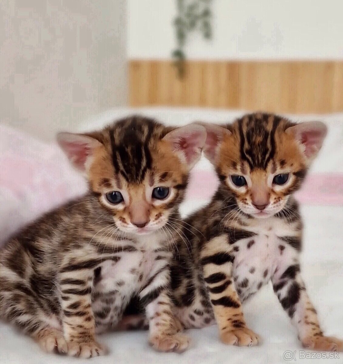 Bengálske mačiatka na adopciu.