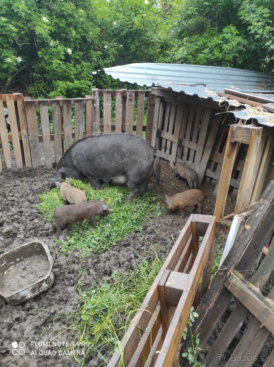 Predám prasiatka mangalica-durok