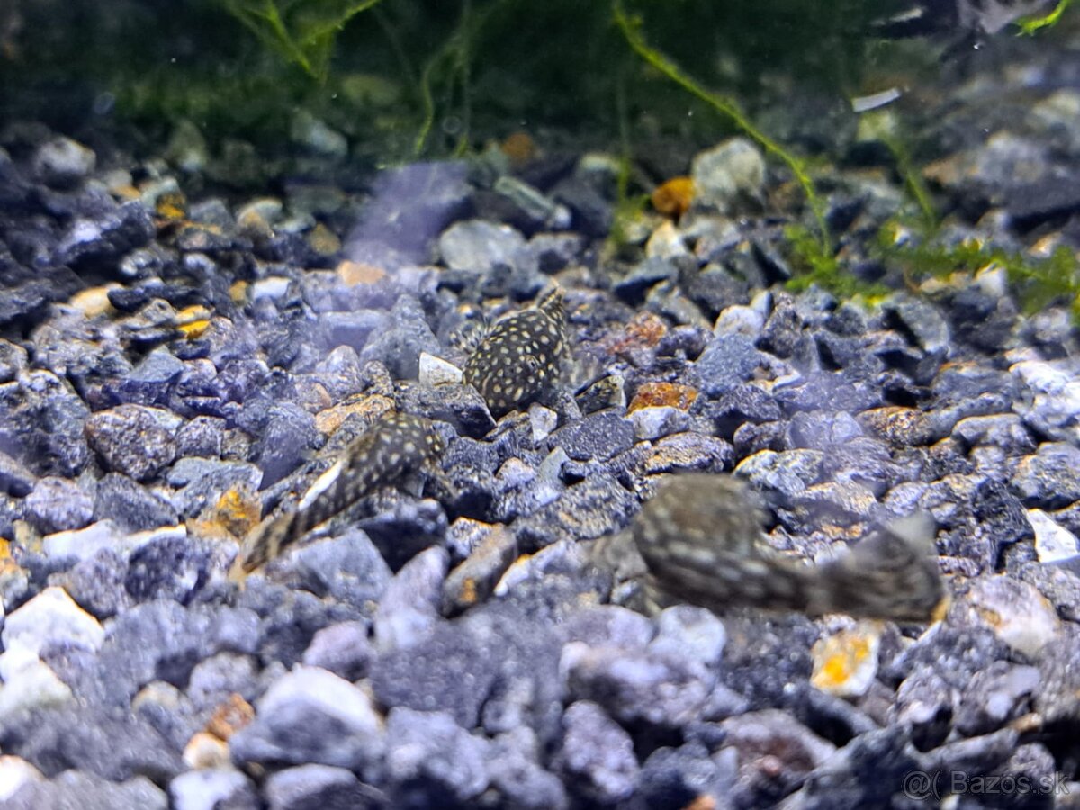 Predám prísavníky Ancitrus sp.