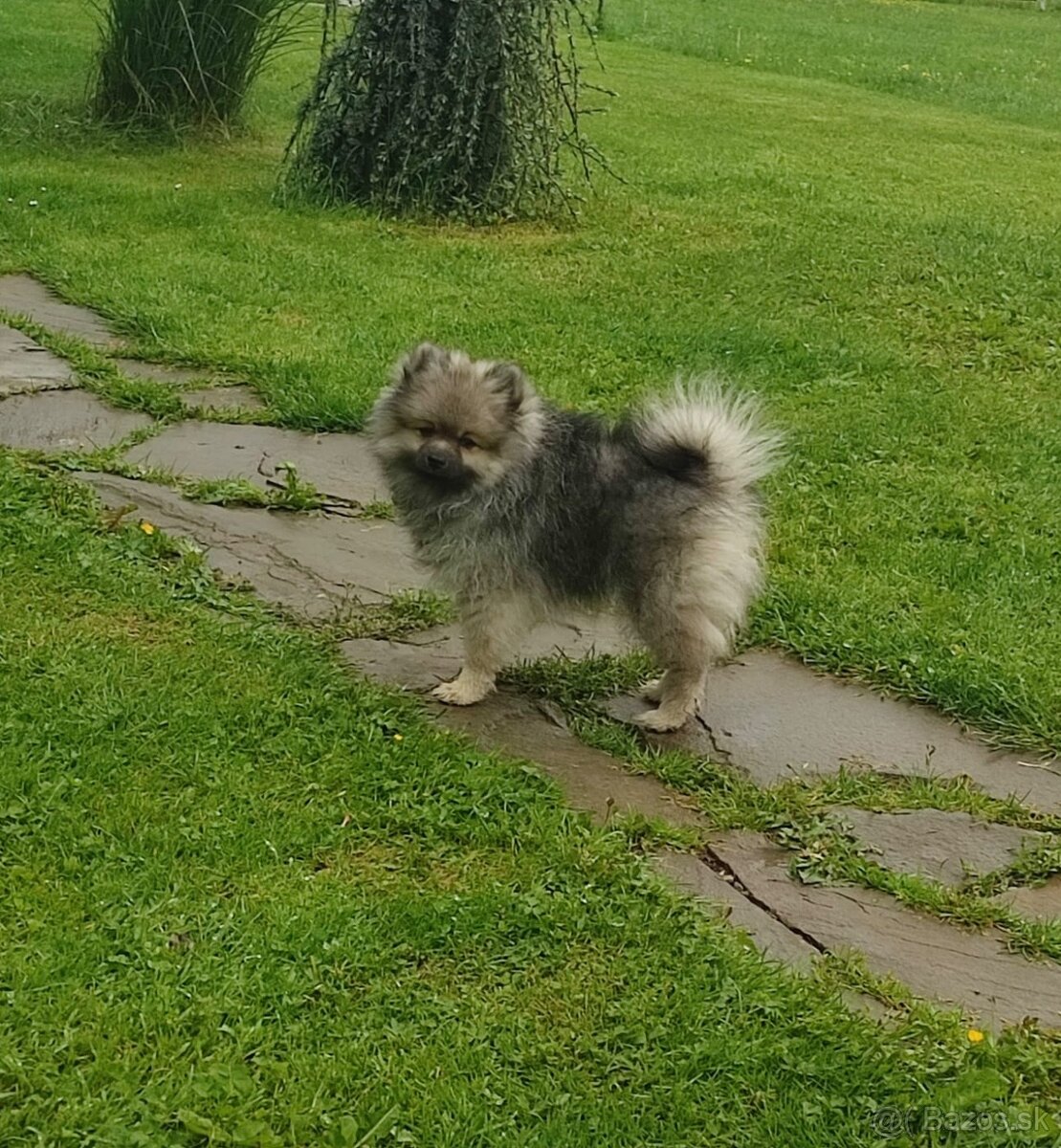 Pomeranian