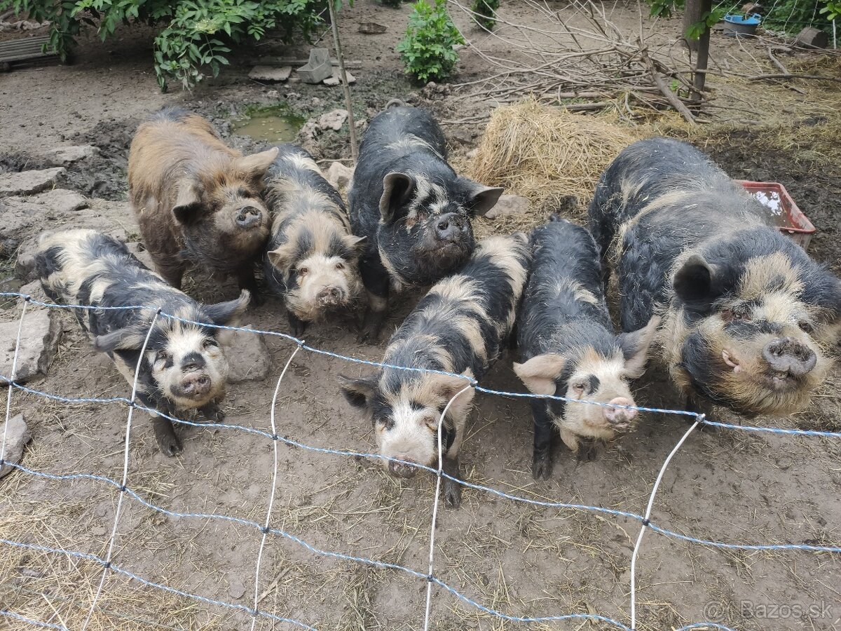 Kune kune