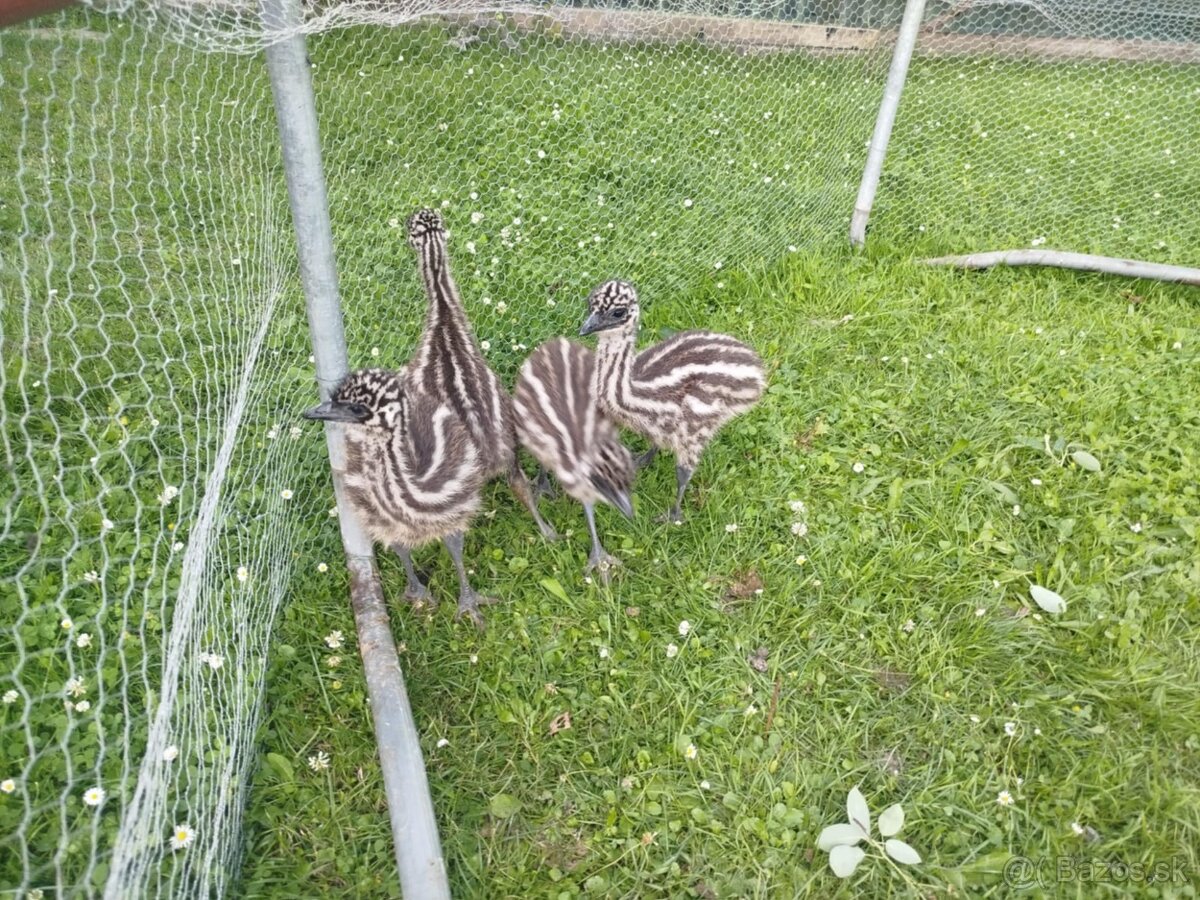 Emu hnedy
