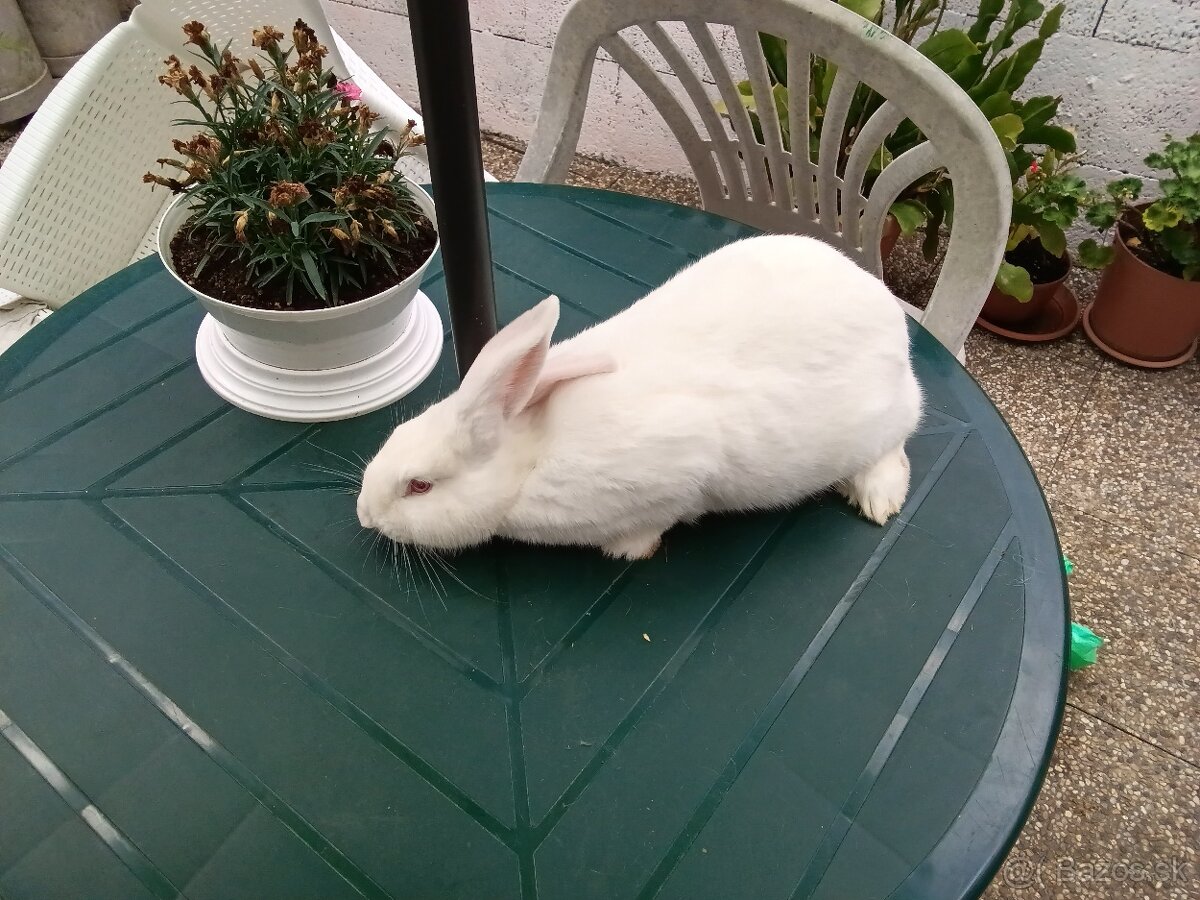 Predám mladé králiky plemena hyla.