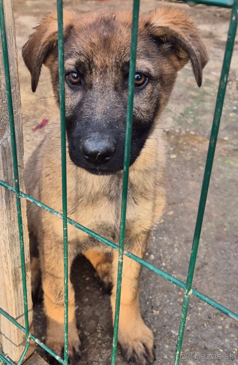 Nemecký ovčiak šteniatko