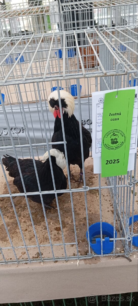 Zdrobnelá Holandanka čierna bielochocholatá