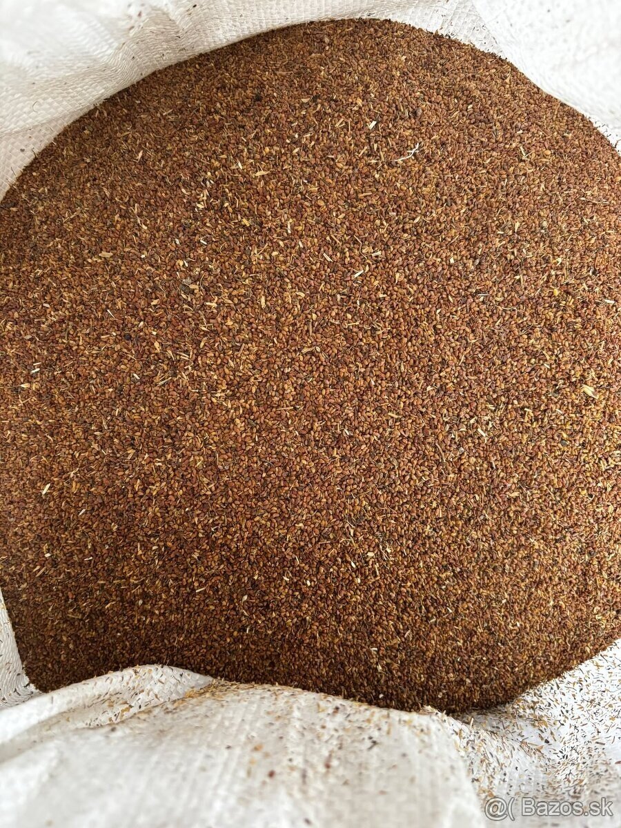Lucerna/Lucerka Vanda osivo