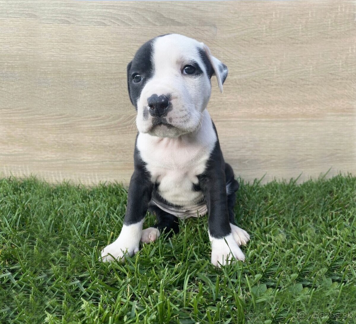 Šteniatka - Americký stafordšírsky teriér (Amstaff, Staford)
