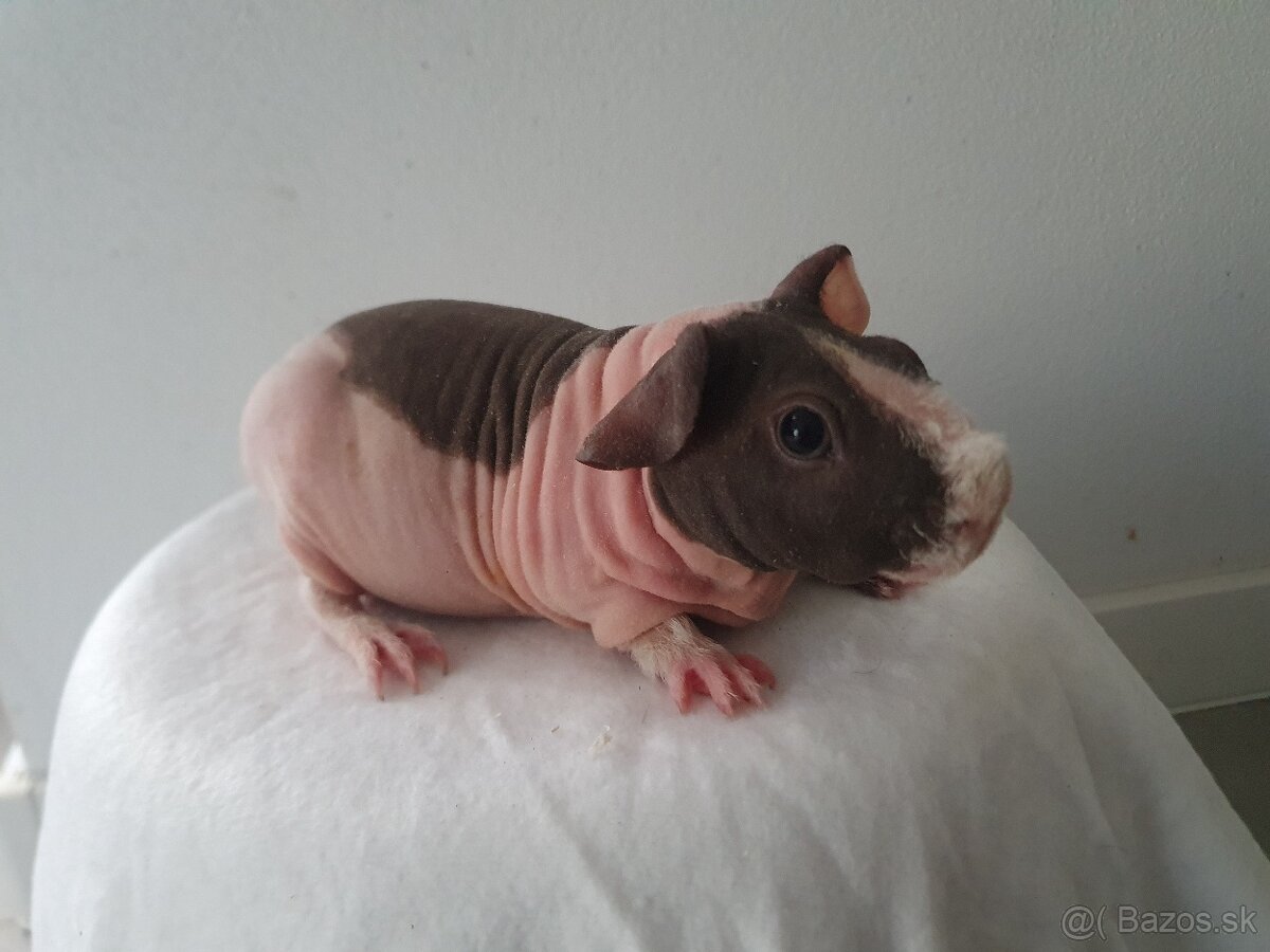 Skinny morča