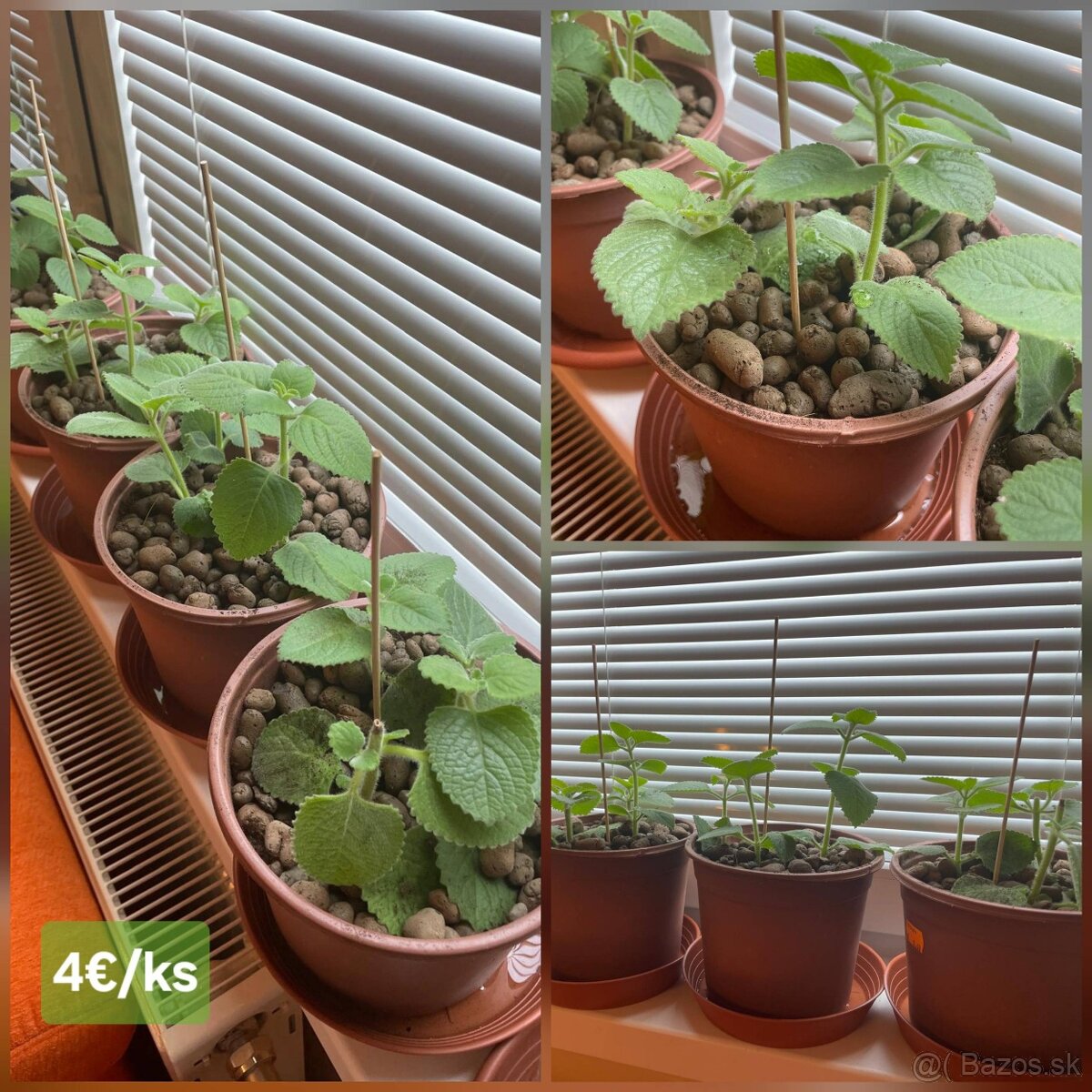 🎍Nadchovník / Rýmovník (Mexický eukalyptus) v kvetináči