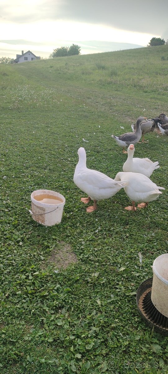 Predám gunara