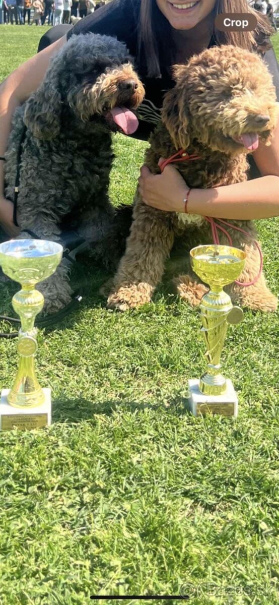 Lagotto Romagnolo/Taliansky vodný pes s PP