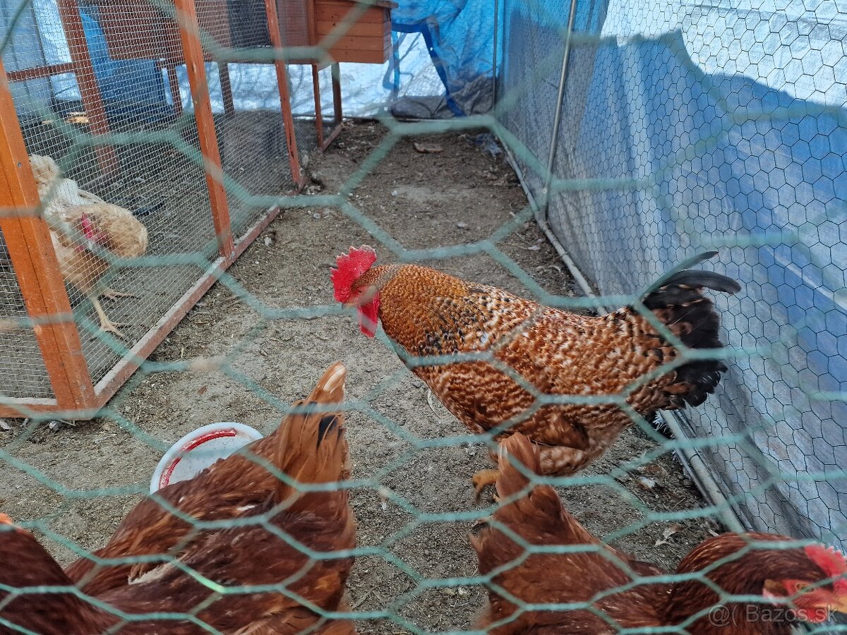 Predám kohútika cca 10mesiacov