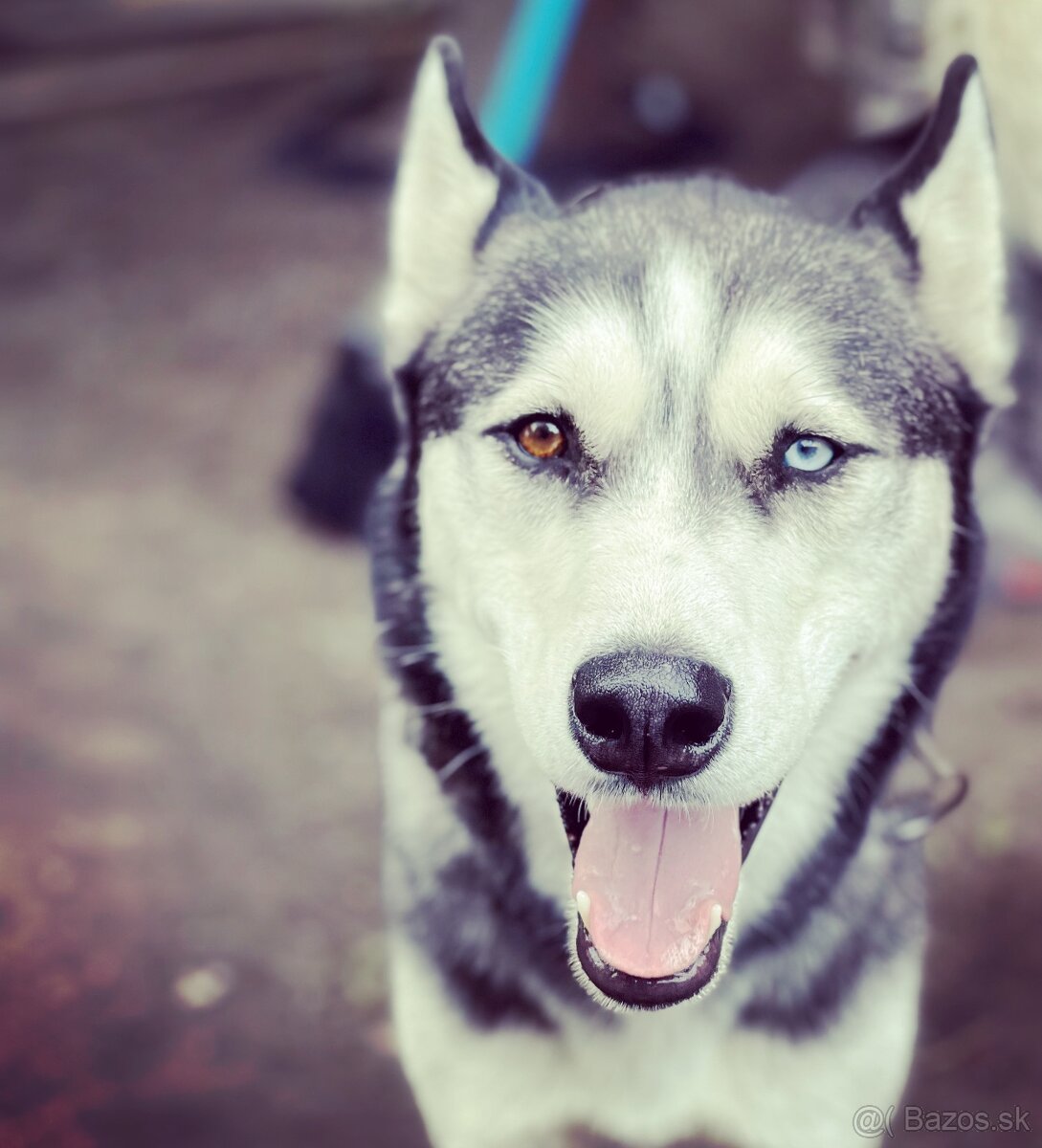 Darujeme 7 ročného Husky