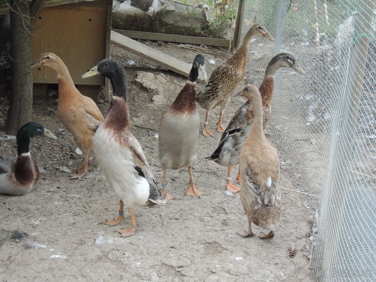 indicky bežec