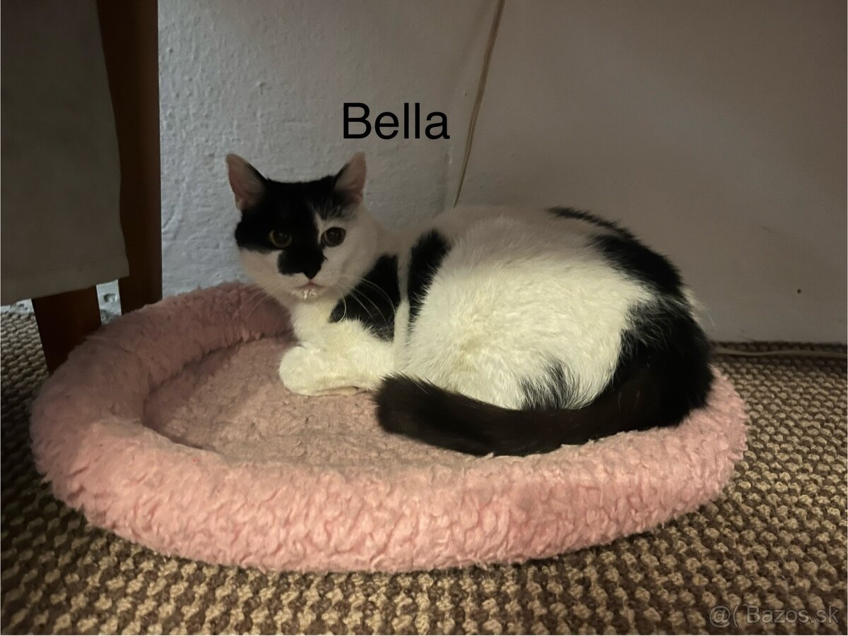 Bella hľadá domov