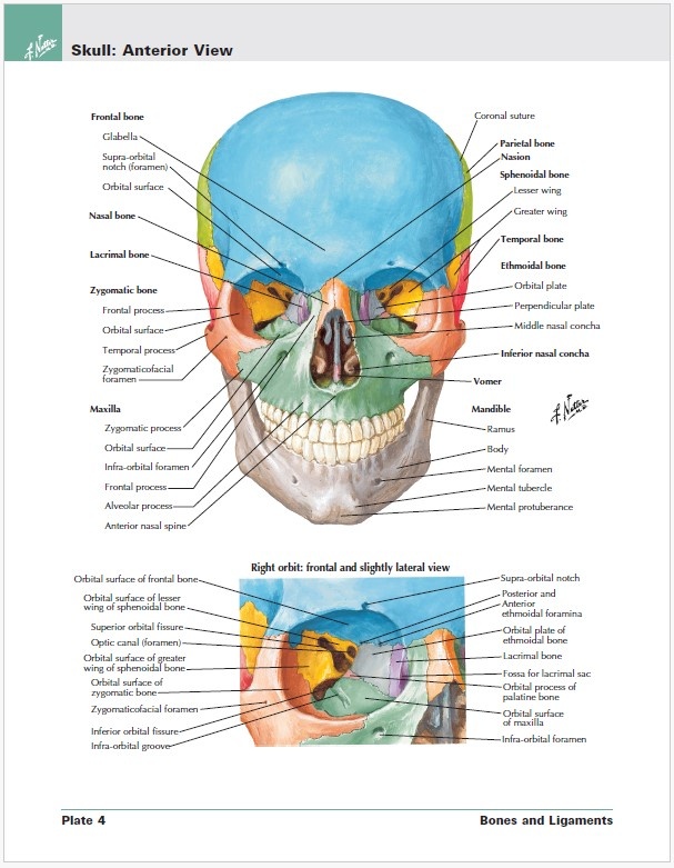 Anatómia + anatomický atlas