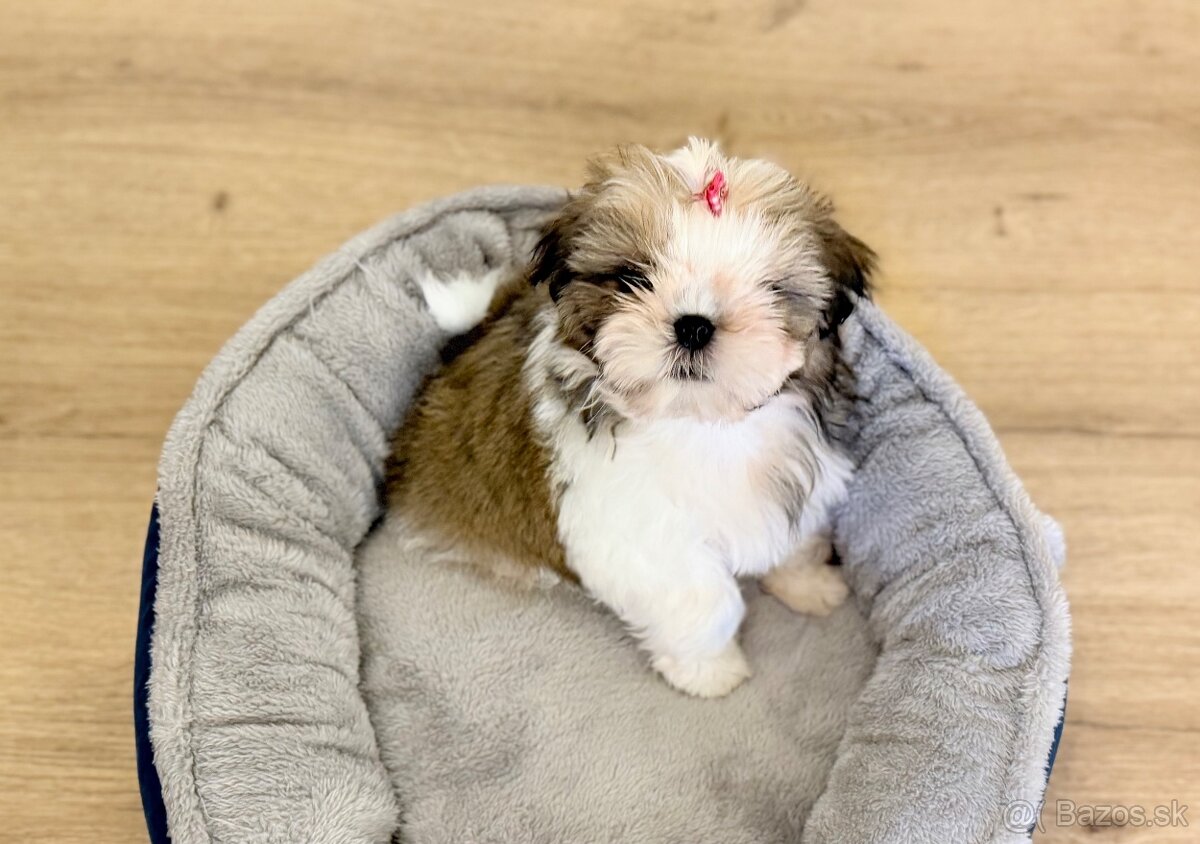 najmilšie Shih-Tzu šteniatka