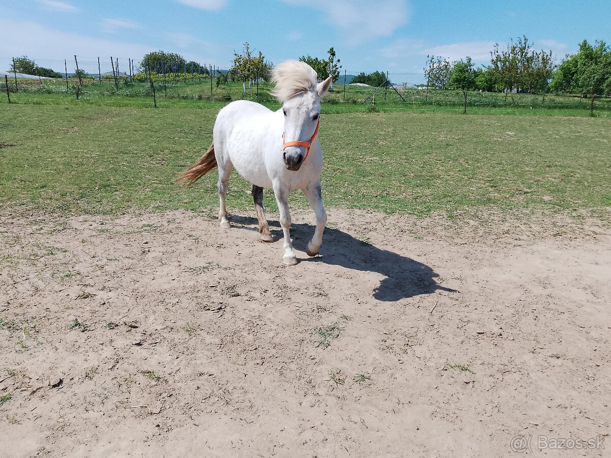 Pony