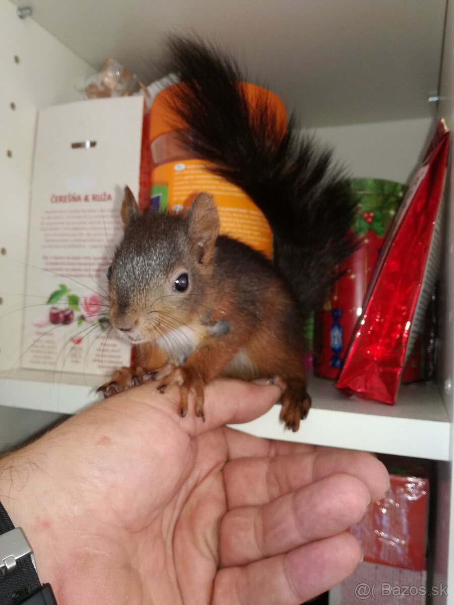 Veverička obyčajná - Sciurus vulgaris