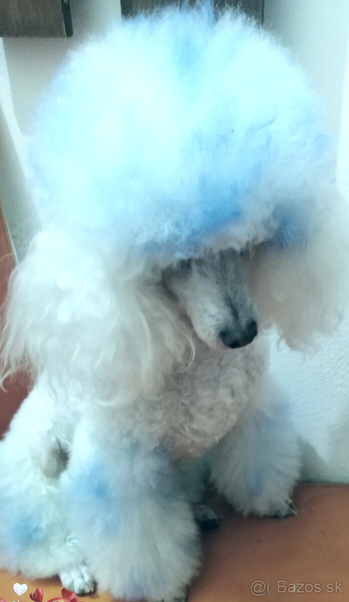 Pudlik pudel