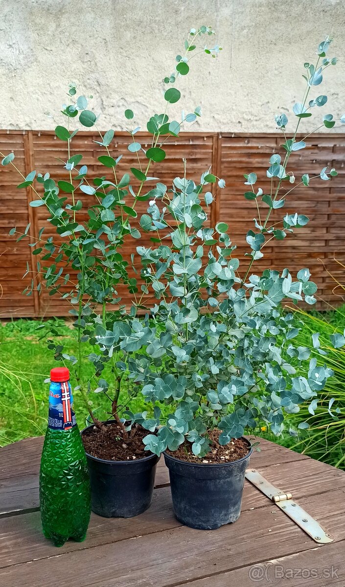 Eucalyptus gunnii - stálezený