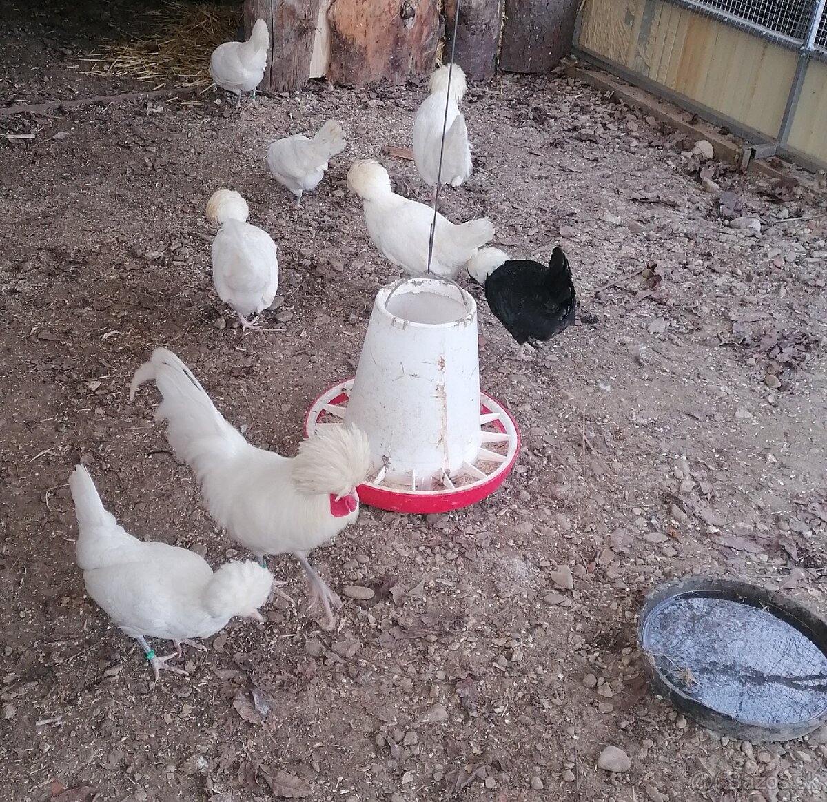 Zdrobnela Holandanka biela