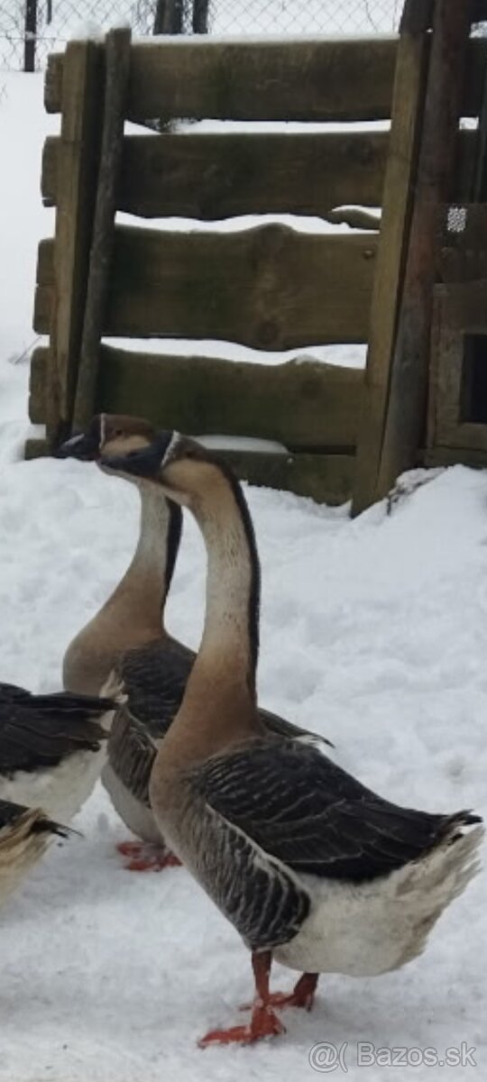 Predám husy labutie