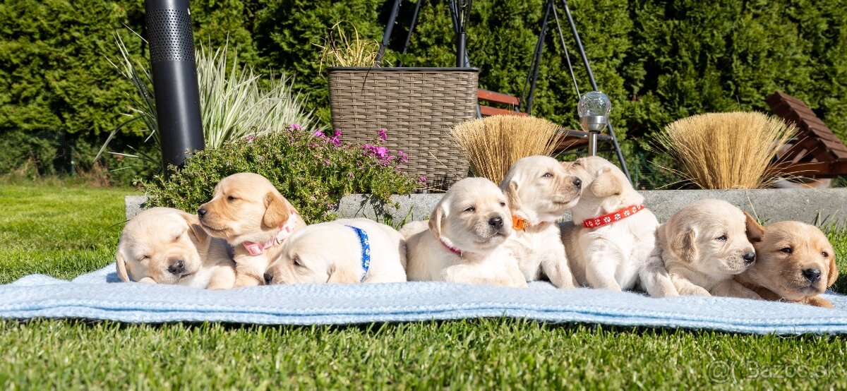 Labrador šteniatka