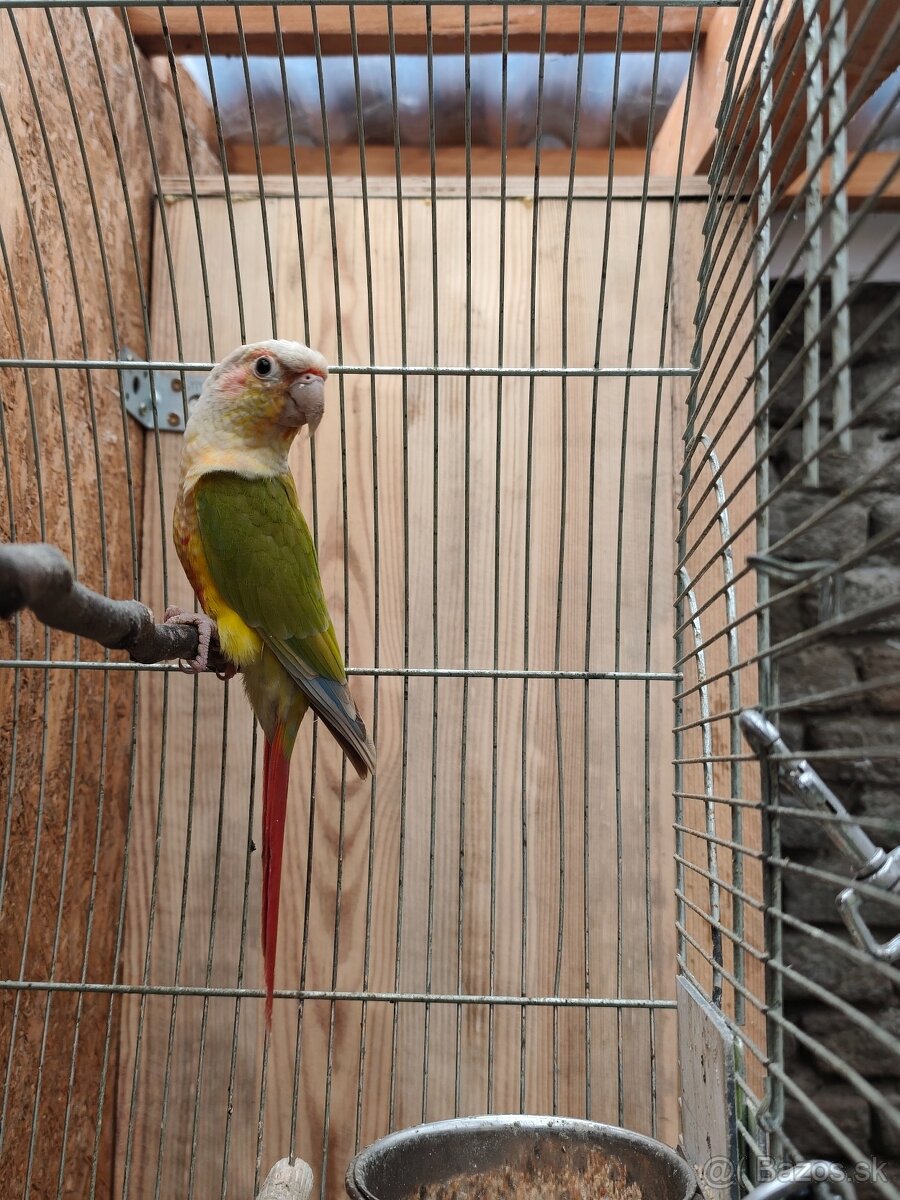 Predaj