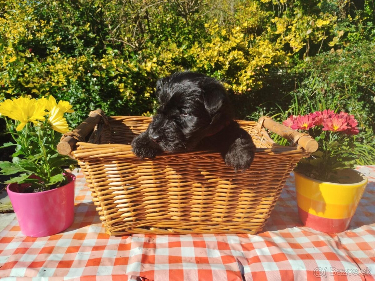 Skotský teriér - scottish terrier
