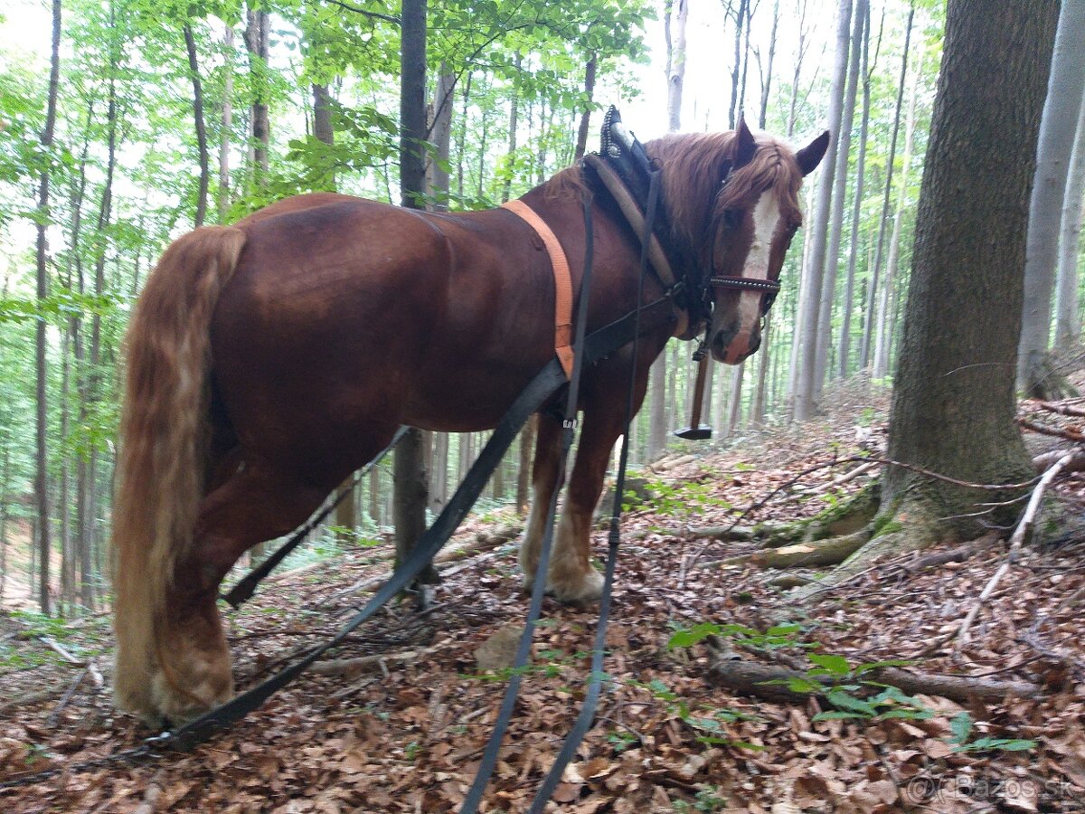 Predám staršieho koňa , ťažný kôň