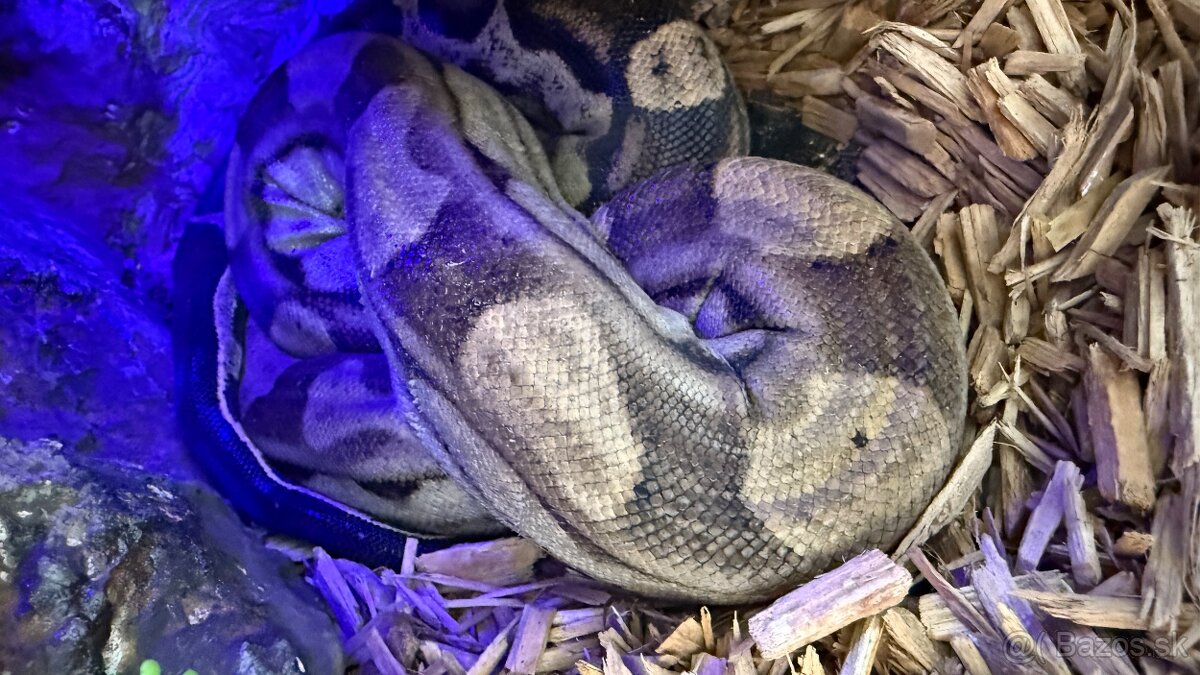 Velhad Kralovský Boa constrictor