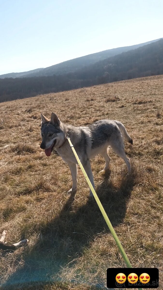 Československý vlčiak