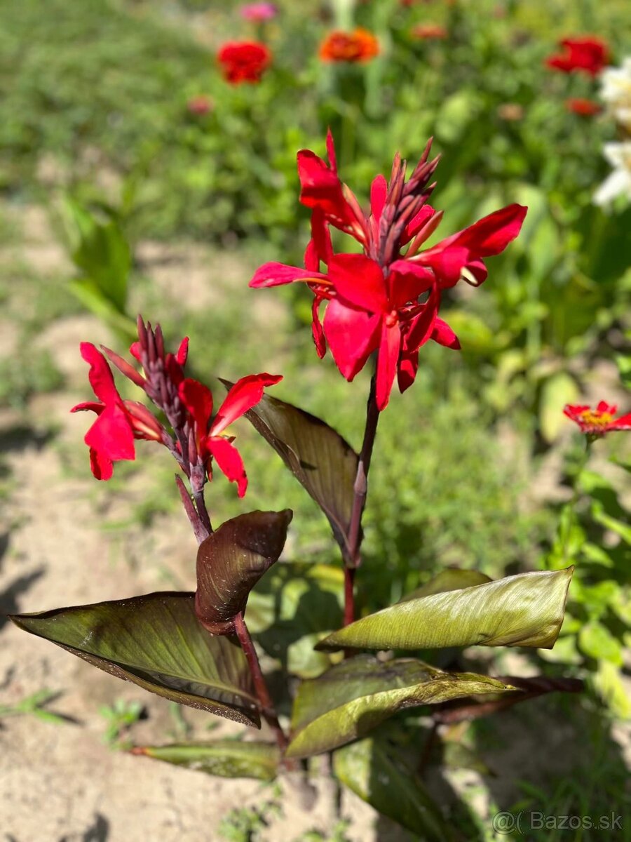 ČERVENÁ KANA INDICKÁ BORDÓ LISTY 60 cm