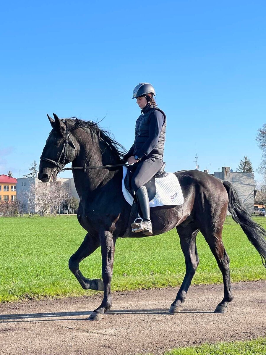 Predám Kladrubákov