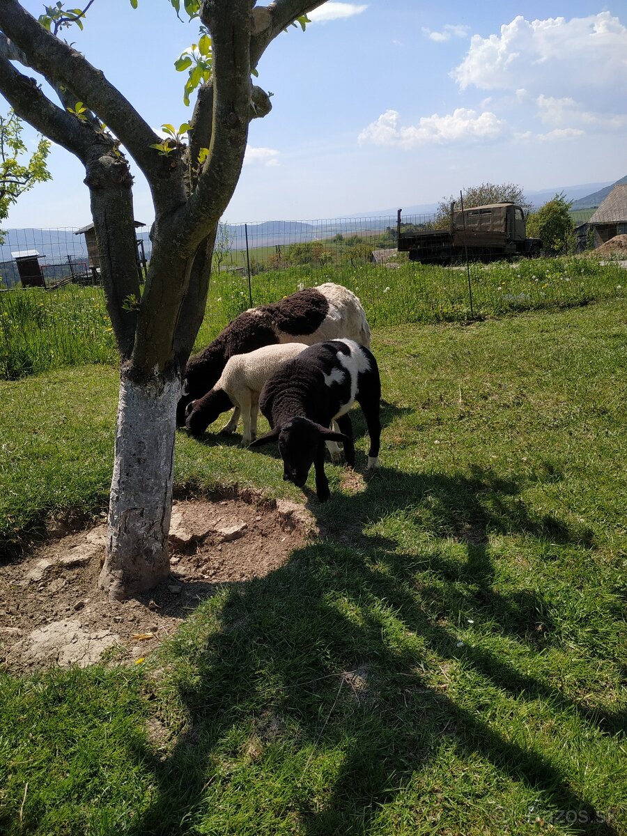 Dorper jahňatá a ovca