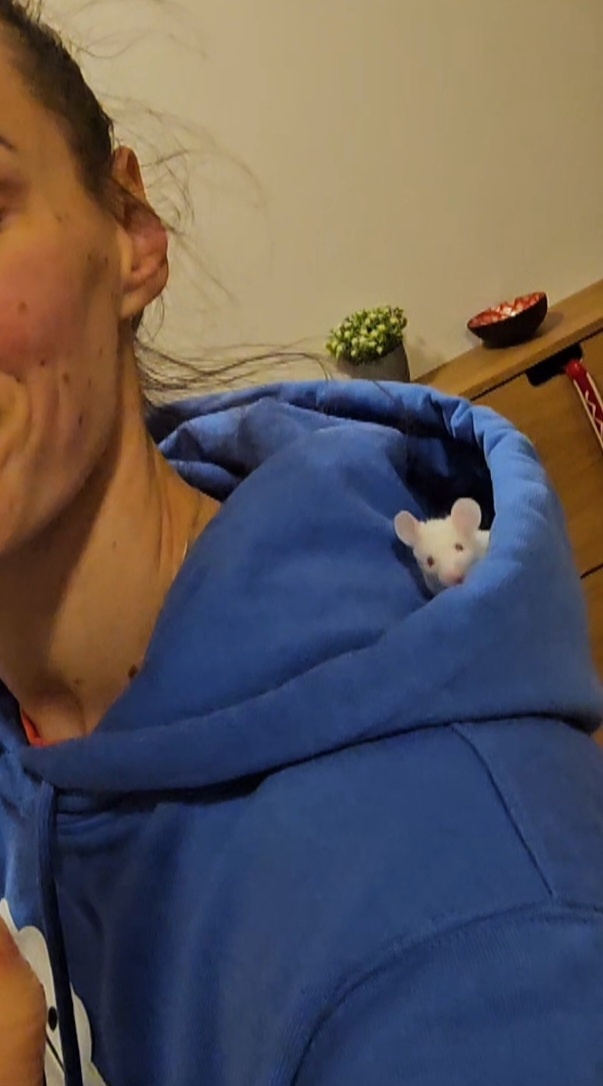 Biela myš