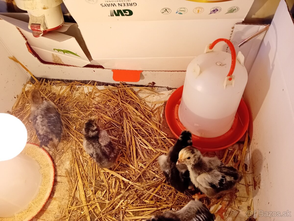 Predám malé kuriatka wiadontka lemovaná