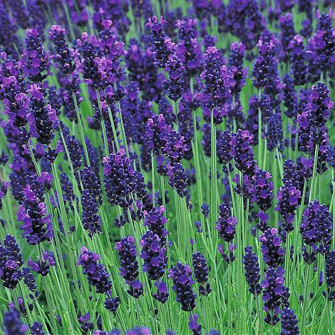 Levandula na predaj