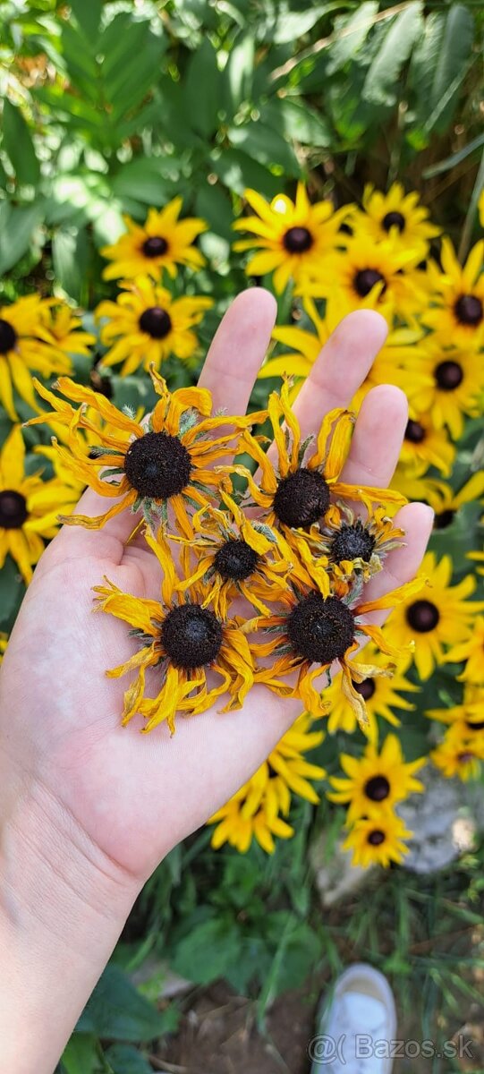 Sušená žltá rudbekia