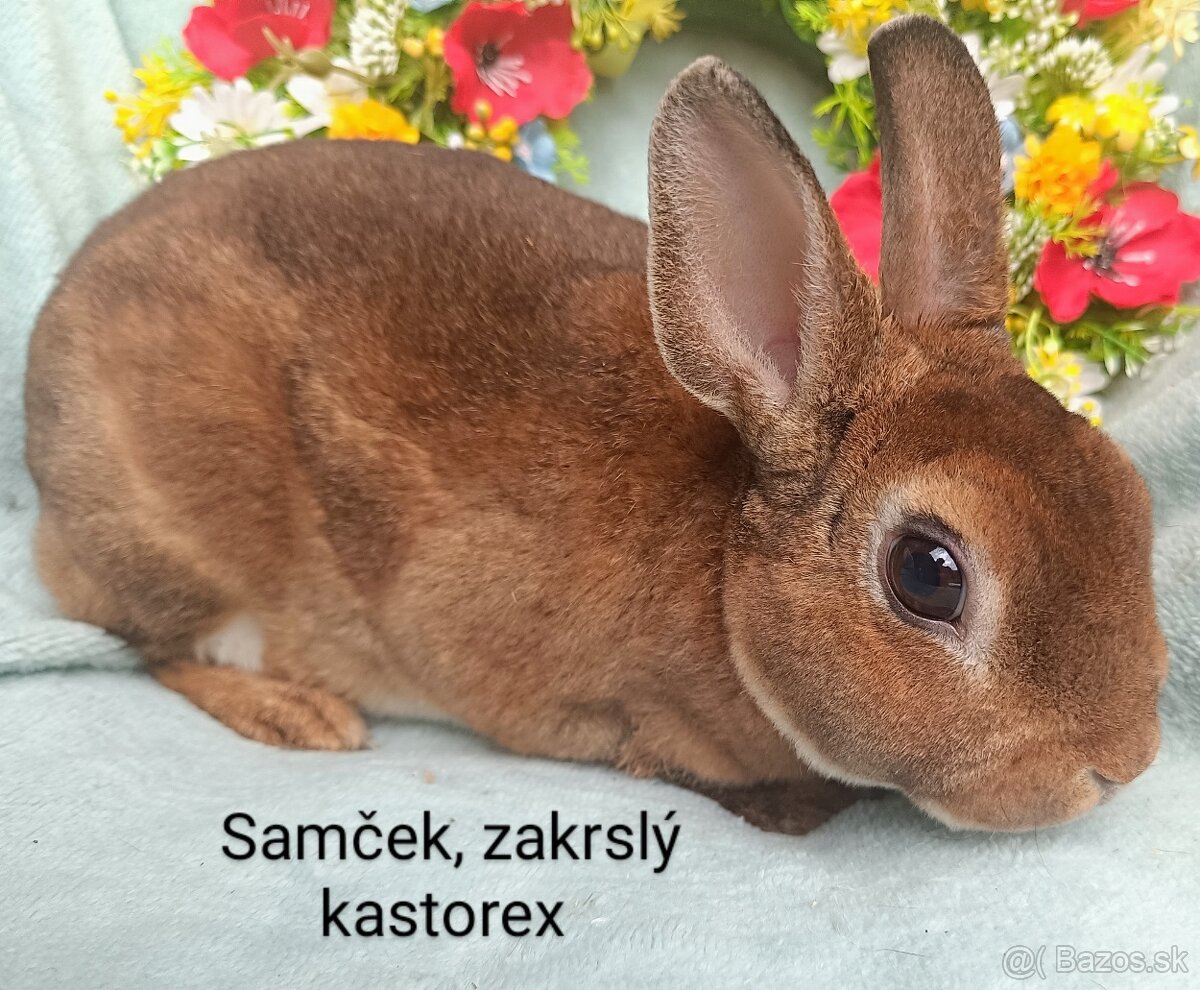 Zakrslý kastorex - samček