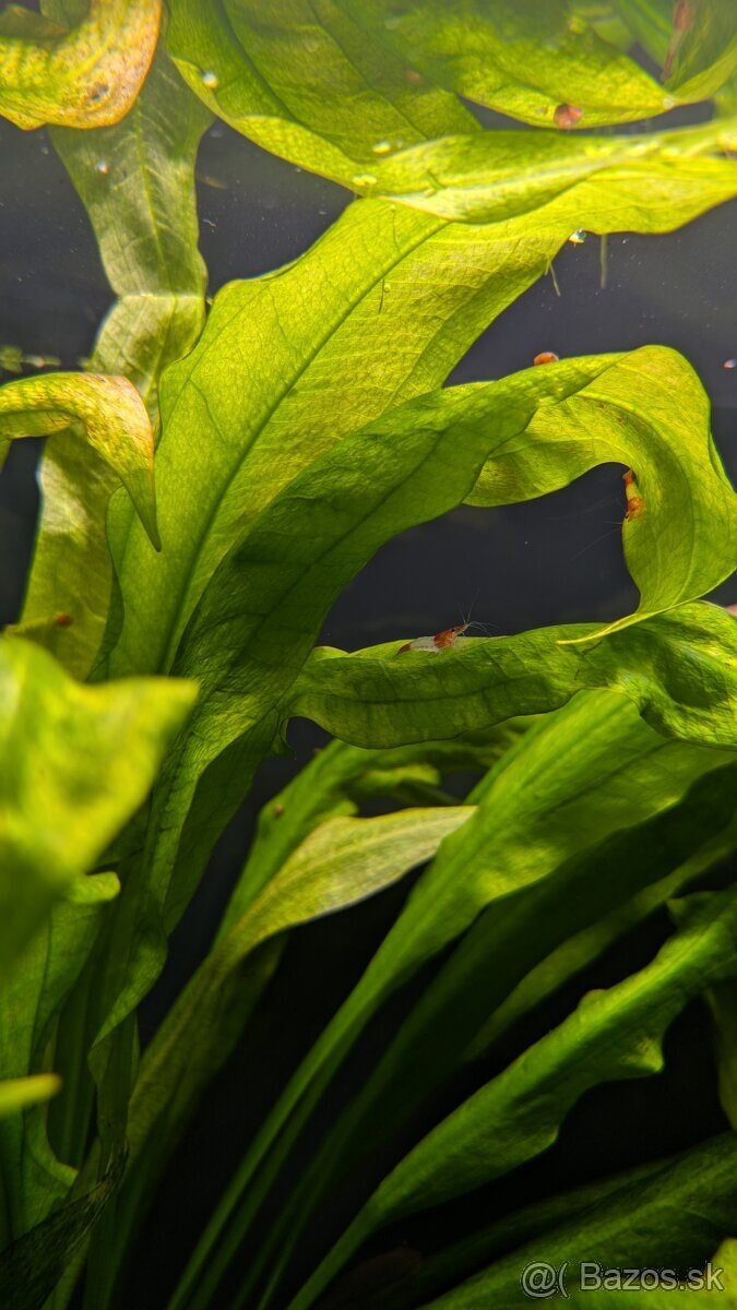 Predám krevetky Red Rili 🦐