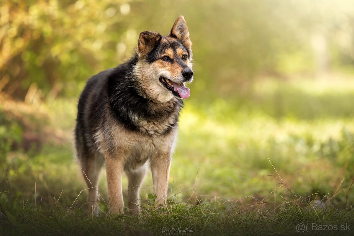 Darujem pokojnú chlpatú sučku Lindu - mix ovčiak / husky