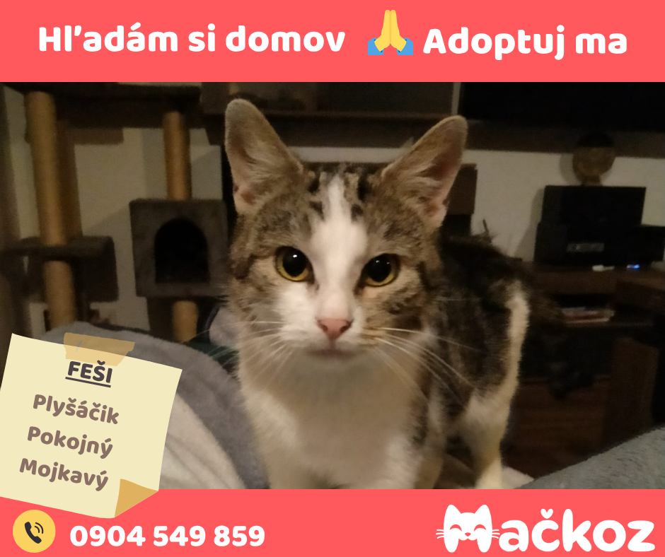 FEŠI - DARUJEM KOCURIKA / KOCÚRIK HLADÁ DOMOV