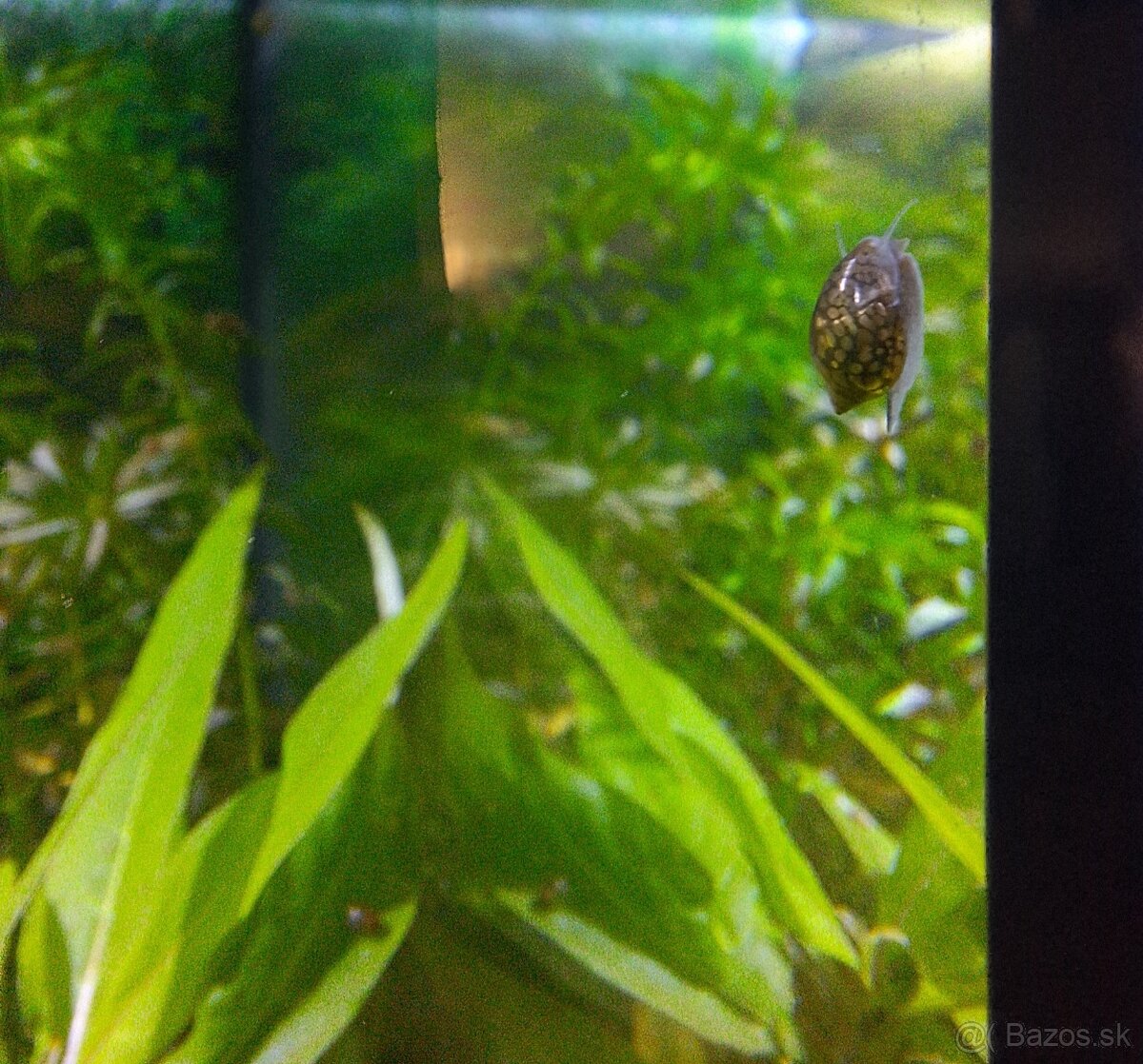 Darujem vodné slimáky do akvária