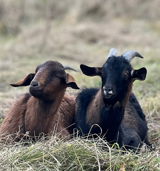 Pradám capa a kozu, hnedý capko a kozička hnedá x AN