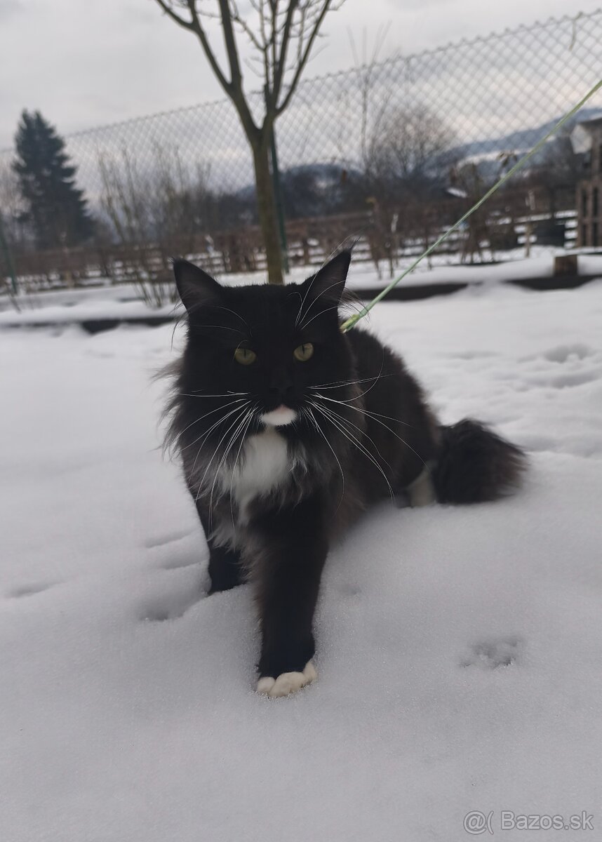 Mainska myvalia kocúr