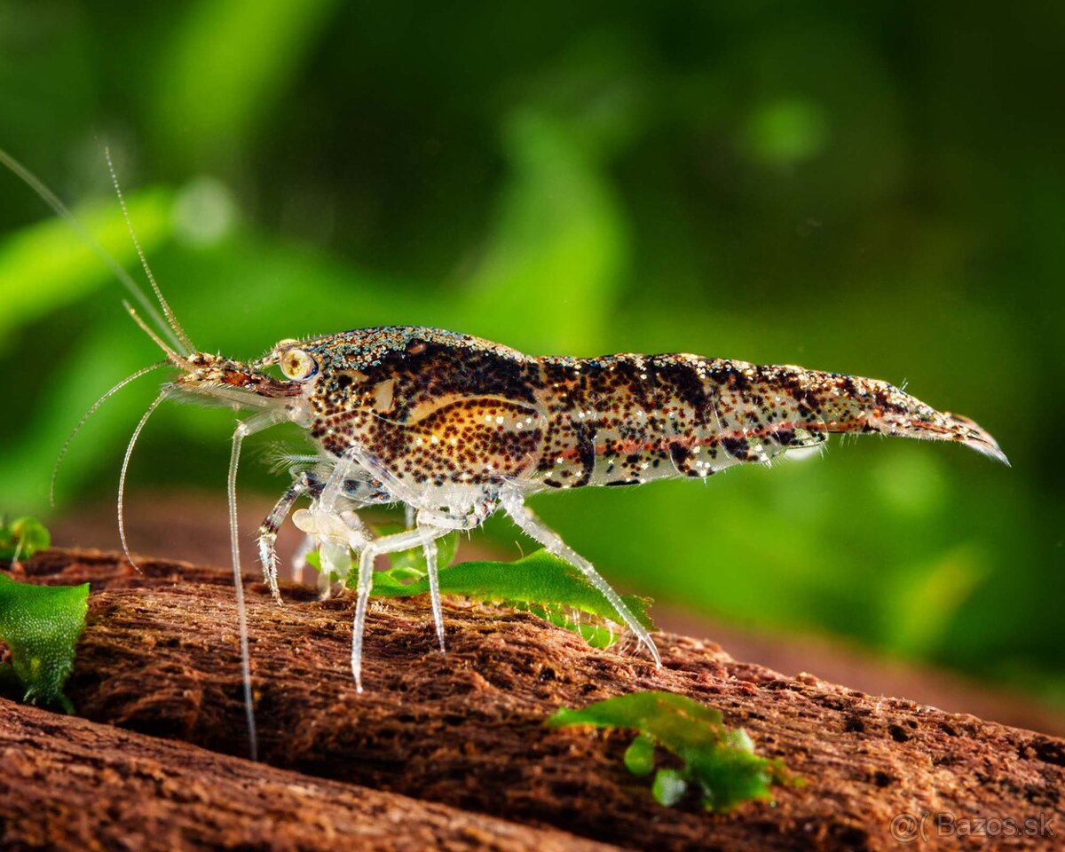 Naocaridina palmata