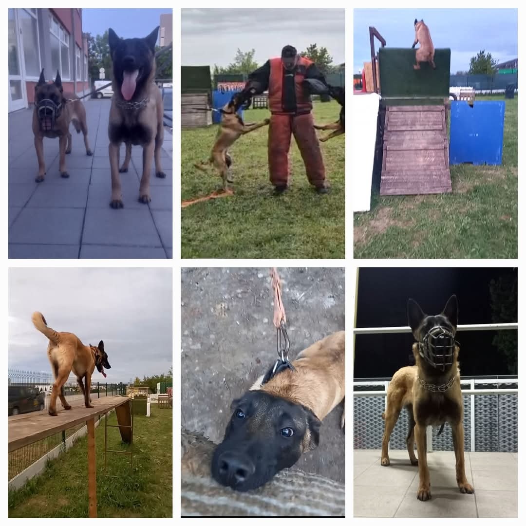 Belgicky ovciak Malinois