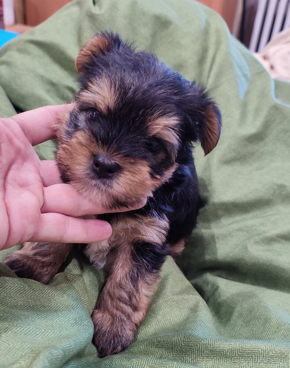 Yorkshire terrier - šteniatko psík